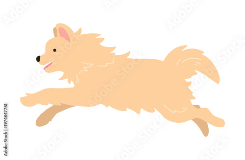 走るポメラニアン　犬イラスト