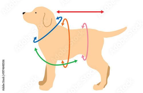 ラブラドール　サイズ　犬イラスト