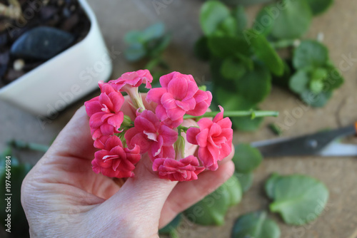 Quadro su tela Home Gardening: Close up of a person holding Kalanchoe Flowers with cuttings in the background