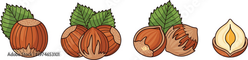 Collection of Hazelnuts with Leaves in Various Stages for Food, Nut, and Ingredient Design Projects