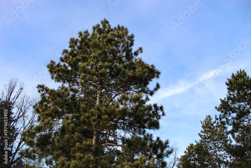 Fotografía Evergreen pine trees isolated against a blue sky in early spring with copy space