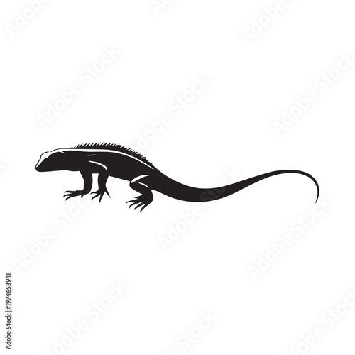 lizard on white background