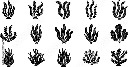 Seaweed icon. Set of black algae icons. Sea plants icon isolated on white background