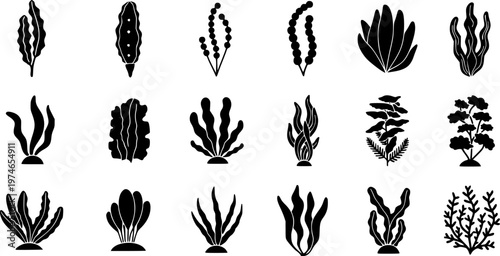Seaweed icon. Set of black algae icons. Sea plants icon isolated on white background