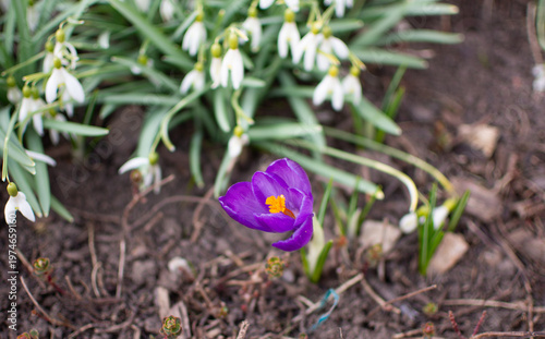 Purple crocuses and snowdrops in spring