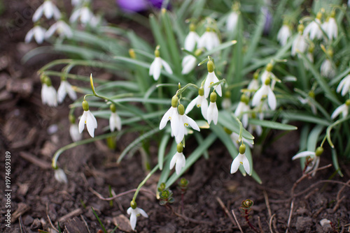 Snowdrops blooming in early spring