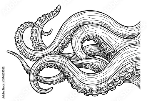 Engraving illustration of octopus tentacles depicting swirling sea creature limbs with suckers for nautical and tattoo design