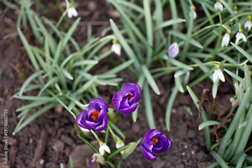 Purple crocuses and snowdrops in spring