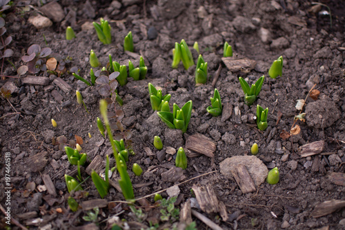 Spring sprouts emerging from soil