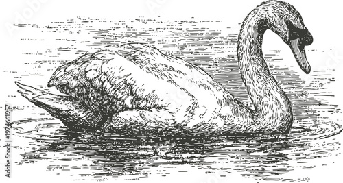 elegant swan swimming on calm water surface black and white detailed vintage illustration