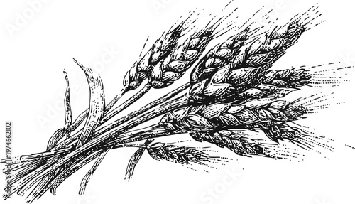 Bundle of wheat stalks detailed hand drawn vintage botanical illustration of cereal grain with leaves