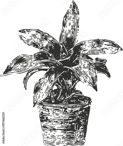 Potted houseplant with broad leaves in textured container, botanical hand drawn illustration