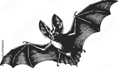 Black and white bat flying with wings spread wide halloween gothic creature illustration
