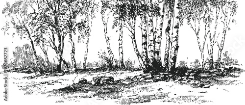 black and white sketch of birch trees in a forest clearing with detailed natural texture