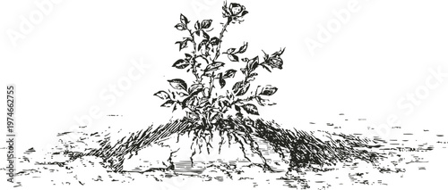 vintage botanical drawing of a flowering plant with detailed roots and leaves in black ink