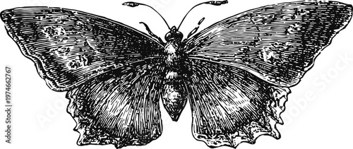 Detailed vintage butterfly illustration with spread wings, insect sketch, entomology art