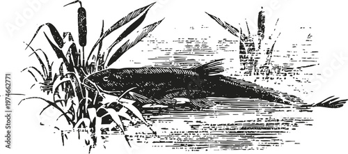 Catfish swimming near cattail plants in freshwater habitat vintage ink illustration