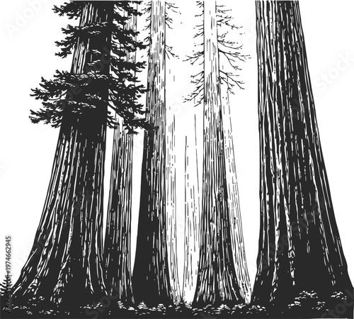 giant sequoia trees in forest tall old trees with textured bark and branches nature landscape illustration