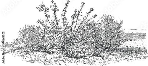 desert shrub bush illustration wild dry desert vegetation landscape with detailed branches and sparse leaves
