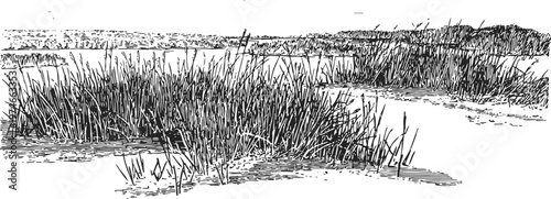 Wetland reeds and marsh grass beside calm water, natural habitat sketch illustration