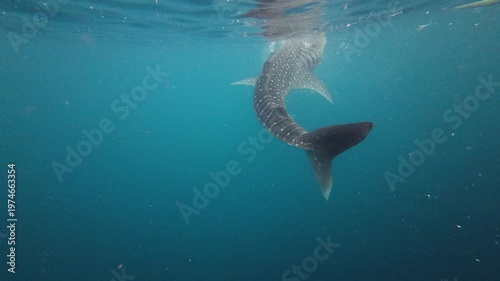 바다 속에서 본 거대한 고래상어