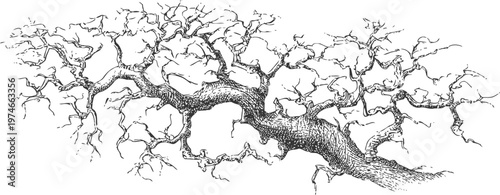 Intricate black and white illustration of a twisted tree branch with detailed bark and bare twigs