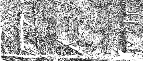 winter forest landscape with snow covered trees in a dense woodland scene