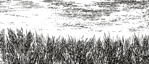 wheat field landscape grain crops under cloudy sky agricultural rural nature scene