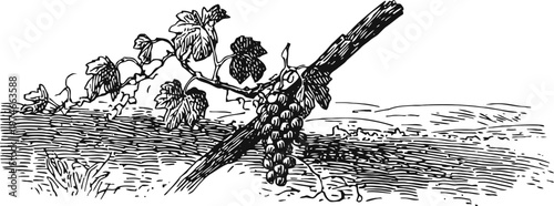 vintage illustration of grapevine with bunches of grapes growing on a trellis in vineyard landscape