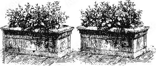 vintage botanical illustration of flowering plants in wooden rectangular planters with detailed leaves and blossoms