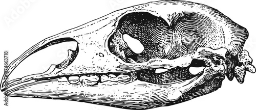 Detailed vintage bird skull illustration with beak and teeth, anatomical drawing in black and white
