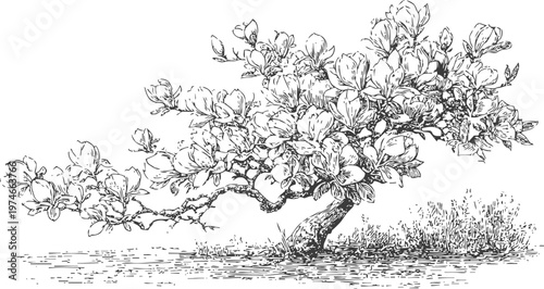 flowering magnolia tree branch with lush blooms and detailed botanical illustration