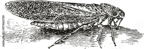 Detailed vintage illustration of a cicada insect resting on a surface with intricate wing and body patterns