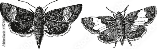 Detailed black and white hand drawn illustration of two different moth species with spread wings
