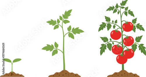 Tomato Plant Growth Stages Vector Illustration Set from Seedling to Fully Grown with Fruits for Gardening and Agriculture Designs