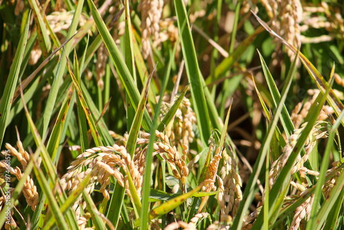A detailed macro shot of rice plants (Oryza sativa) nearing maturity in the Ebro Delta (Delta de l'Ebre), Catalonia, Spain. The image shows the heavy grains on the stalks, beginning to turn golden