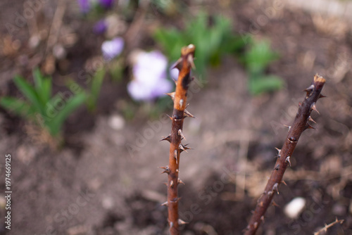 Young thorny plant sprout in garden