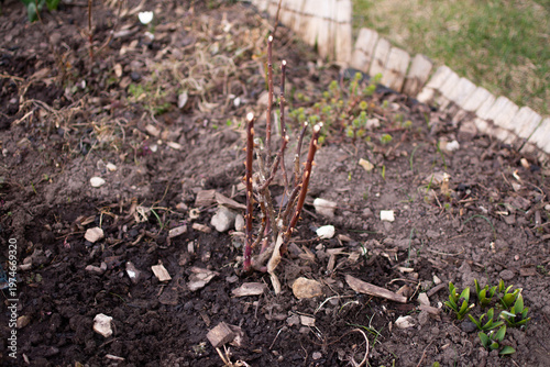 Young thorny plant sprout in garden