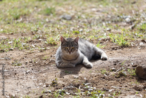 фотографія Pregnant grey cat lounging in the sunshine, a moment of serene expectancy