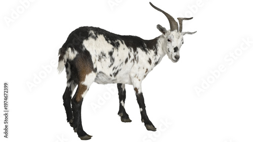 Tableau sur toile PNG, goat, goat png, pygmy goat, goat standing, goat isolated, domestic goat, go