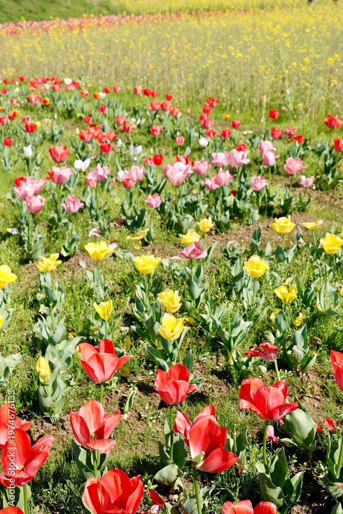 Naklejka premium カラフルなチューリップ畑・春の花・菜の花の背景素材