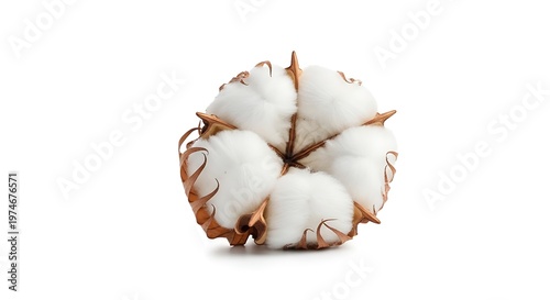 Cotton flower isolated on white background with full depth