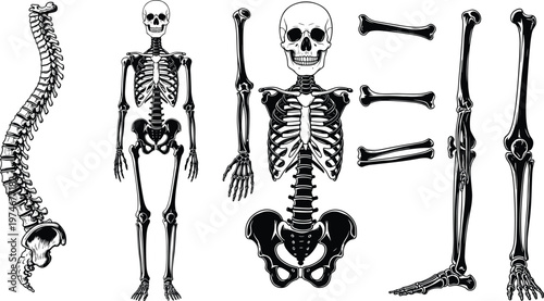 Detailed human skeleton anatomy illustration featuring skull spine ribcage pelvis and isolated bones, medical educational diagram of complete skeletal system on clean background
