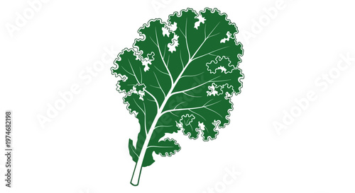 Fresh green kale leaf illustration isolated on white background