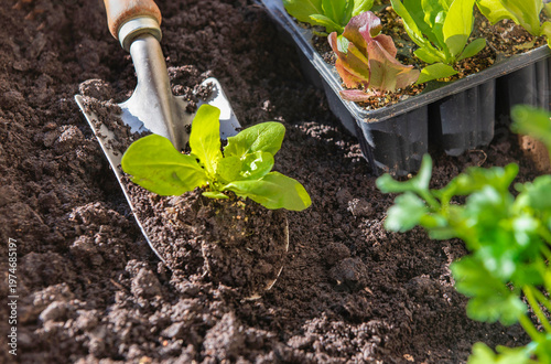 top view on planting shovel lying on fresh dirt with a seedling lettuce growi...