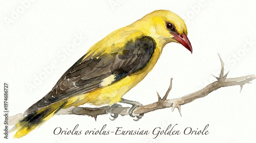 An illustration of the Eurasian Golden Oriole  with its bright yellow plumage.