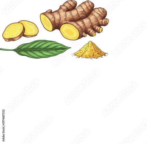 Hand-Drawn Ginger Root, Leaf, and Powder Illustration for Health, Spice, and Culinary Designs, Natural Remedies, and Organic ProductsHand-Drawn Ginger Root, Leaf, and Powder Illustration for Health, S