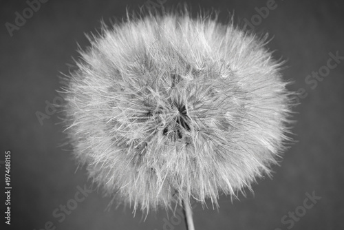 Close-up of single dandelion seed head on dark gray background.