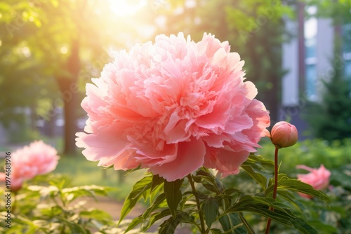 Pink peony flower and bud blooming in a sunlit garden, reflecting spring and summer beauty
