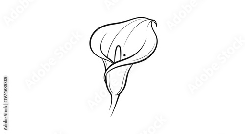 Single calla lily flower minimalist line art illustration